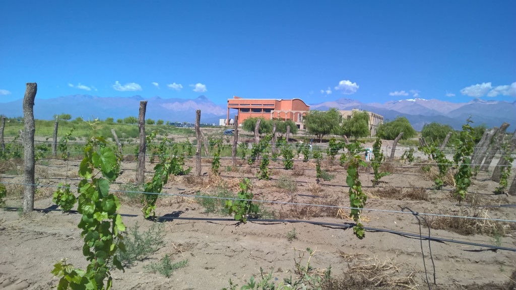 Bodega Zorzal op de hoogvlakte van Gualtallary