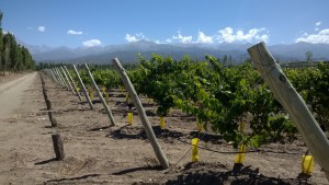 Nieuwe aanplant van malbec in San Pablo, Valle de Uco.